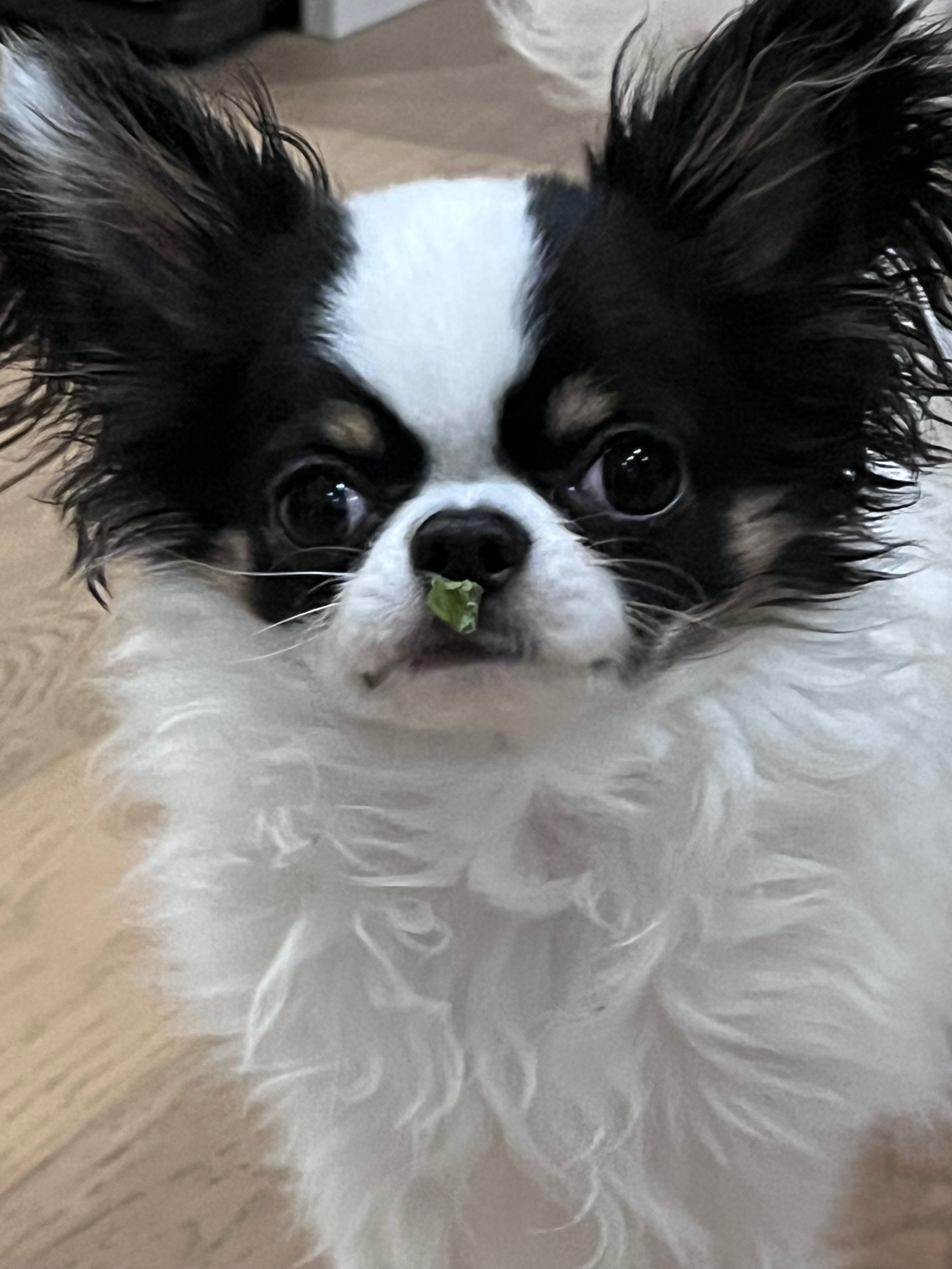 Romeo, my dog, mid-snack